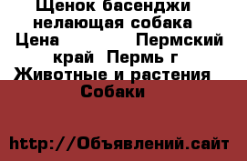 Щенок басенджи - нелающая собака › Цена ­ 50 000 - Пермский край, Пермь г. Животные и растения » Собаки   